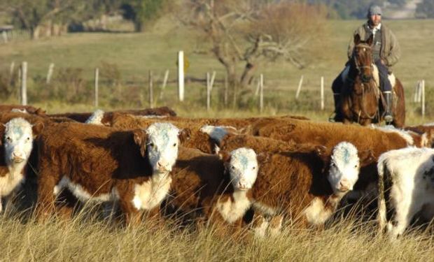 En la Argentina, la oferta de animales tipo exportación estaría pronta a reducirse provocando una recomposición de los valores.