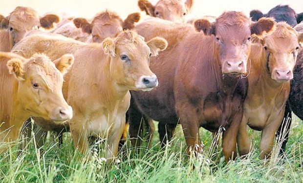 En la Argentina no hubo cambios en los precios en pesos pagados al productor en estos últimos diez días
