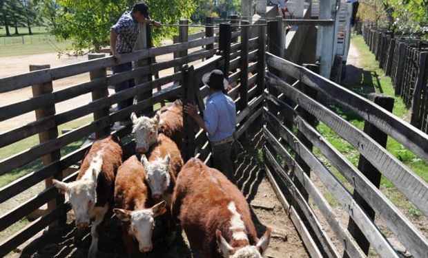 Entradas están cortas y hay mayor interés por la vaca gorda.