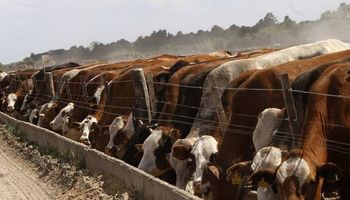 Novillo Mercosur: se sigue cerrando la brecha de precios