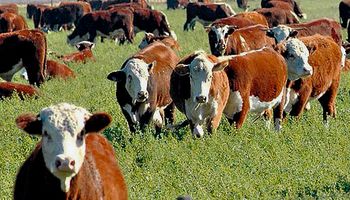Novillo Mercosur: precios convergentes