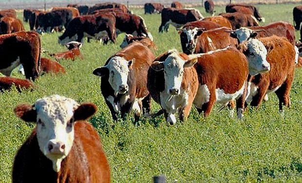 Novillo Mercosur: precios convergentes