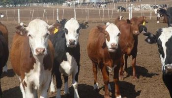 Novillo Mercosur: la baja en Paraguay se destacó en la semana