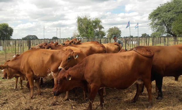 Carne: el valor del novillo argentino se ubica entre los más bajos de la región