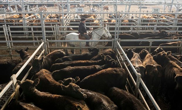 Cañuelas: el mercado tuvo dificultades para fijar valores y hubo una caída de precios