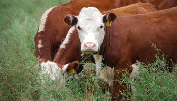 Ampliación de la zona de exportación de bovinos reproductores a Chile
