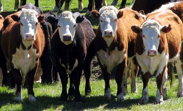 Las exportaciones de carne vacuna Argentina marcaron en 2019 un nuevo récord histórico.