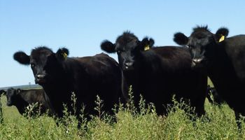 Carne argentina demasiado cara