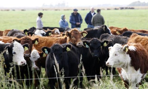 La Mesa de Carnes le presentará a Macri el lunes una propuesta para incentivar la producción de animales pesados.