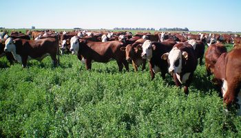 Investigan virus de la alfalfa