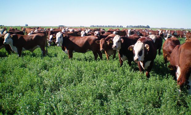 Con mayor oferta y sustentabilidad la carne será más accesible