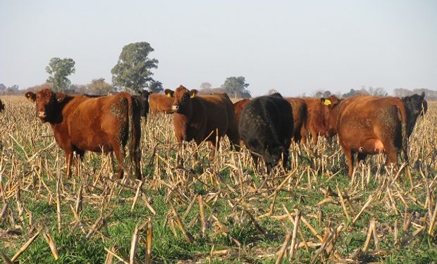 Entre Ríos busca chipear la hacienda para certificar la carne bajo el sello “Carnes Entrerrianas”