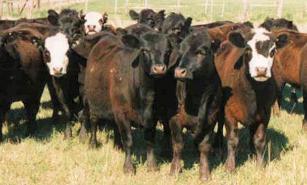Novillo Mercosur: alzas generalizadas