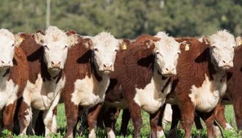 Uruguay tiene la hacienda más barata de la región