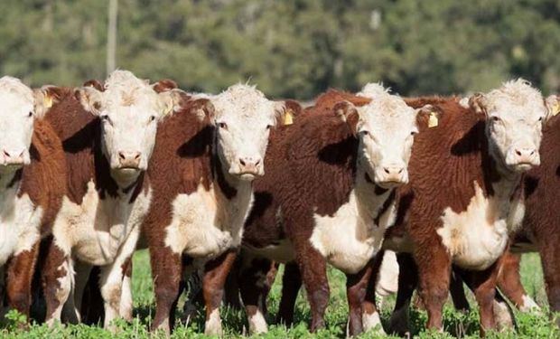 En la Argentina, aunque mejoró la oferta de animales trazados, los precios se incrementaron en cuatro centavos de dólar.