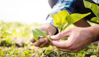 Novo decreto atualiza regras de fiscalização de fertilizantes no Brasil