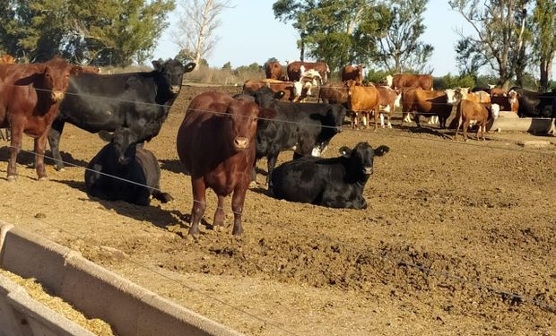 Le dieron un innovador alimento al ganado y ganaron 9 kilos por animal: en un establecimiento con 1000 animales, equivaldría a la producción adicional de 20 novillos