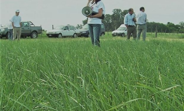 Ranquel INTA es un cultivar de agropiro alargado que se adapta a suelos salino-sódicos y resiste anegamientos temporarios.