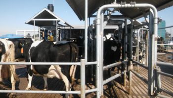 Leche: la producción creció un 12 % y el Gobierno celebró una mayor robotización de los tambos