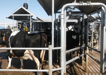 Leche: la producción creció un 12 % y el Gobierno celebró una mayor robotización de los tambos