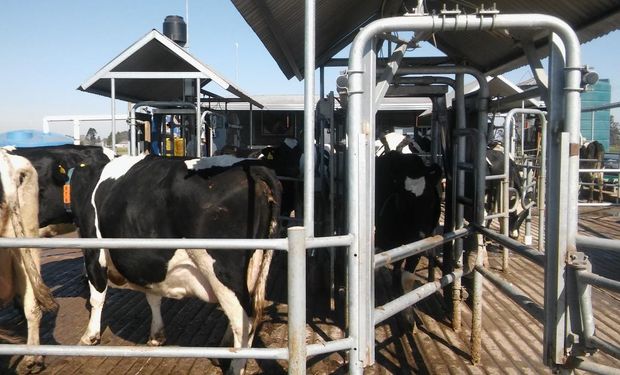 Leche: la producción creció un 12 % y el Gobierno celebró una mayor robotización de los tambos
