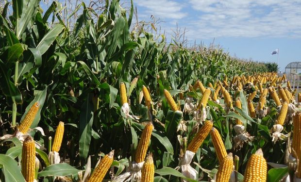 Las nuevas fronteras para el maíz