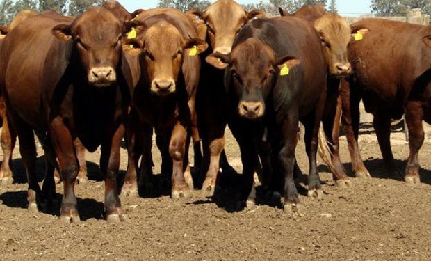 La Asociación de Criadores de Ganado Sanga por primera vez se presentará en Expoagro con sus ejemplares.