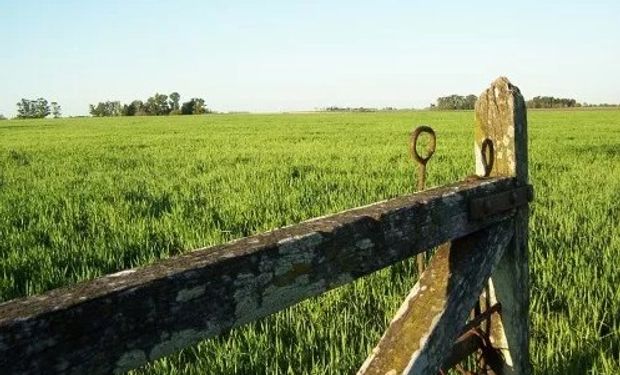 También avanzan contra la evasión en la carne.