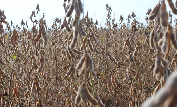 La soja frente a los aportes para la alimentación, la salud y la industria