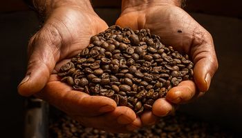 Exportação mundial de café atinge 104,8 milhões de sacas, diz OIC