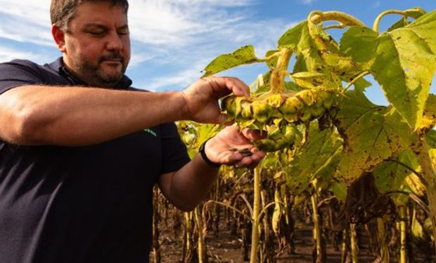 El girasol, siempre protagonista: las novedades del Nuseed, con materiales para todos los ambientes y fechas de siembra