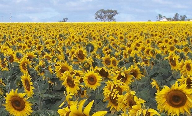 Dos líderes del agro se unen para la comercialización de girasol y sorgo