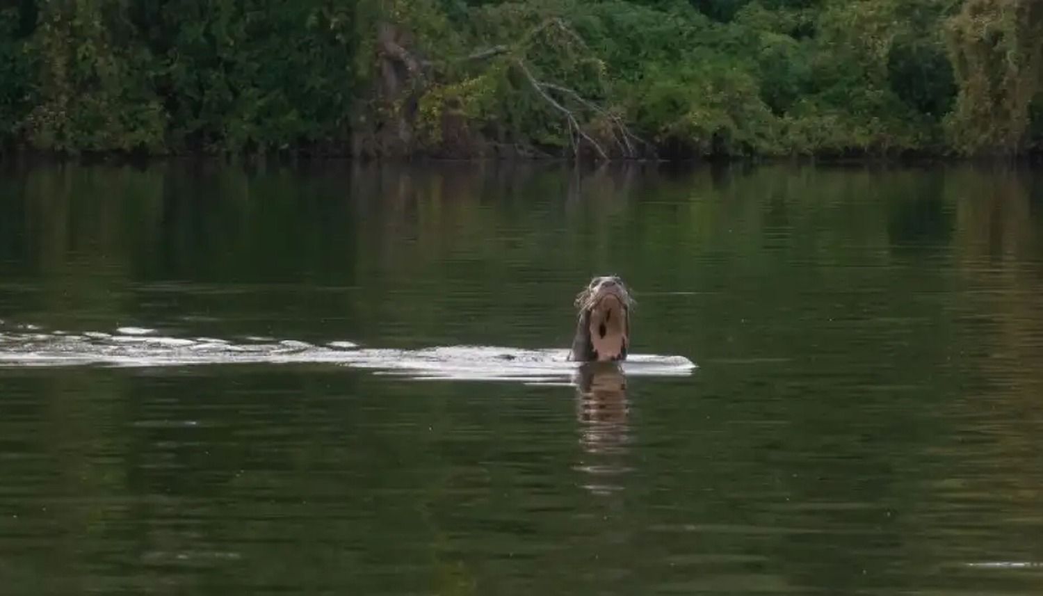 Descubren una nutria gigante en el impenetrable chaque o especie