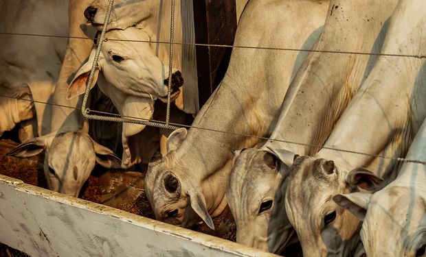 No acumulado do ano, o setor de bovinos caiu 5,1%, de corte, para 4,3 milhões de toneladas,