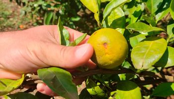 Com avanço do greening, nutrição ganha protagonismo na citricultura
