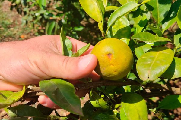 nutricao-ganha-protagonismo-citricultura-avanco-greening