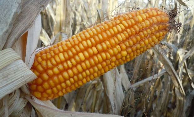 Nutrición del maíz: el diagnóstico del suelo y el método de fertilización, claves para lograr buenos rendimientos