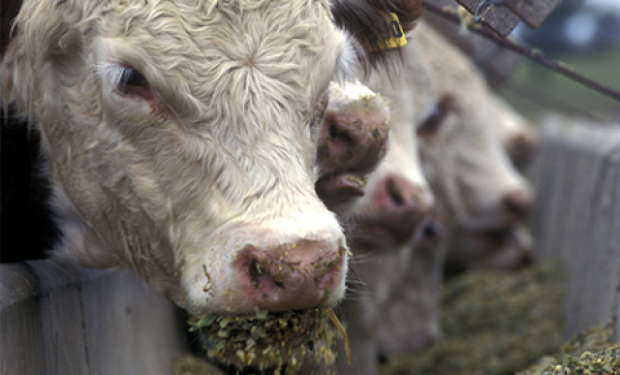 Ante un silo en mal estado los técnicos del INTA sugieren “prestarle atención a los animales.