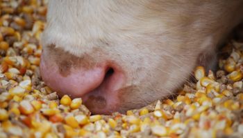 Carne: 140 empresas de la nutrición animal rechazan por completo el cierre de exportaciones