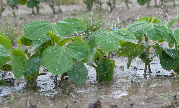 El cultivo de soja se encuentra sometida a niveles de estrés por saturación hídrica.