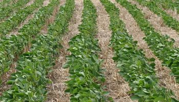 Con nutrición, la soja logra hasta 1.200 kilogramos más de granos por hectárea