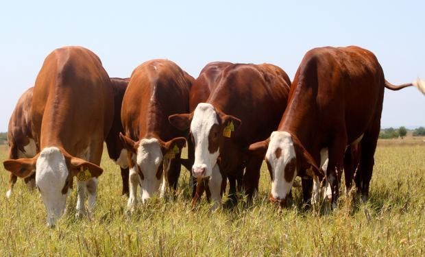 Nutrientes Para La Ganadería Agrofy News 7668