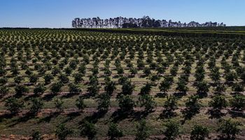 Qual foi o estado que mais destinou recursos para a agricultura em 2025?