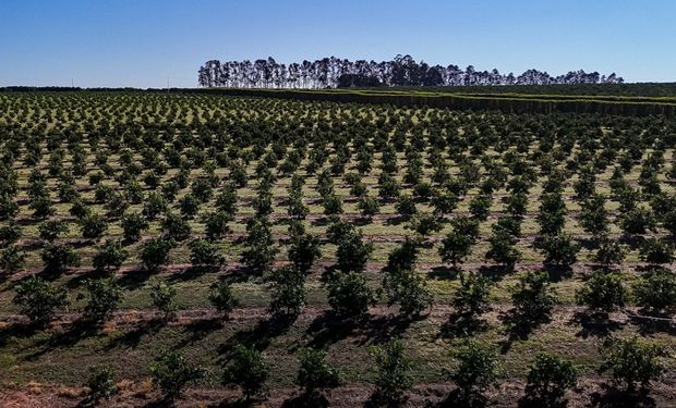 Somente em investimentos diretos ligados ao campo, o Paraná empenhou R$ 339 milhões no semestre . (Foto: Roberto Dziura Jr/AEN)