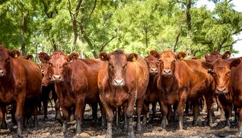 Argentina exportará bilis bovina a Nueva Zelanda 