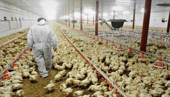 Los trabajadores avícolas acordaron un bono por 12.000 pesos y una suba salarial