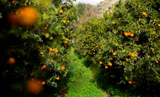 O exemplo da Coopercitrus