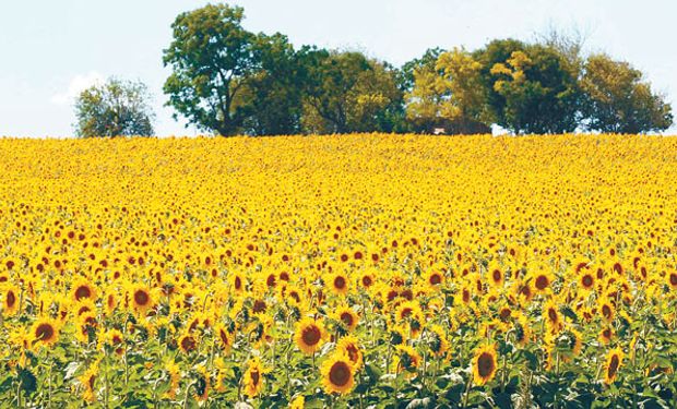 Argentina muestra un retroceso en el mercado mundial de girasol y crushing