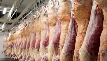 La faena argentina continúa en aumento