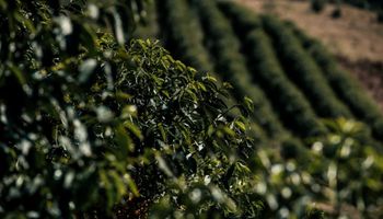 Café que captura carbono: cooperativa abre caminho para nova renda no campo